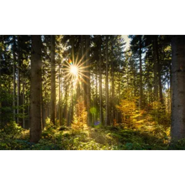 Exposition Clim’actions « forêt, biodiversité et changement climatique »