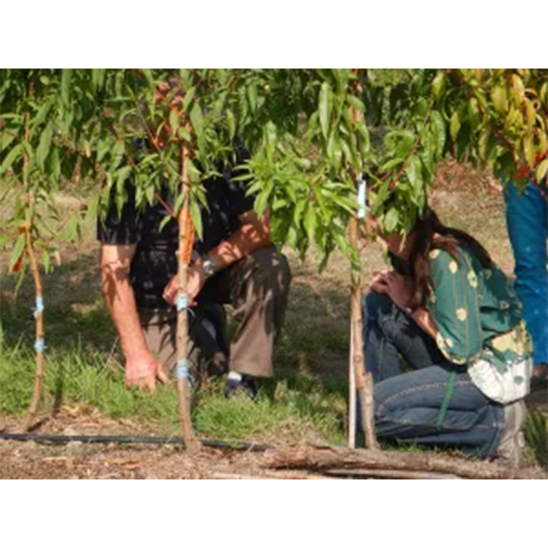 Jeudi 23 septembre 2021, surveillez vos arbres !