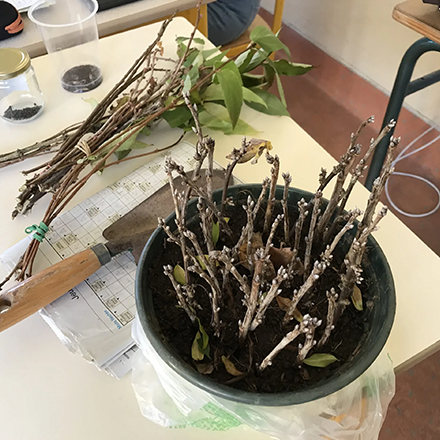 daniel de retour avec son potager