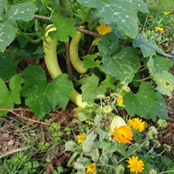 La Fabrique du Climat – Atelier jardin du 19 janvier 2022 avec Danièle.