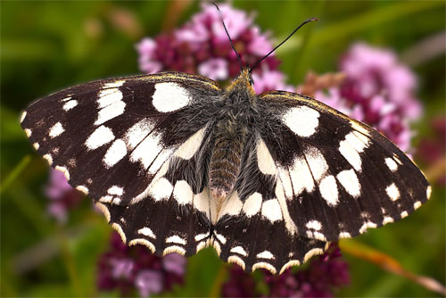 papillon demi deuil papillon demi deuil sur une fleur