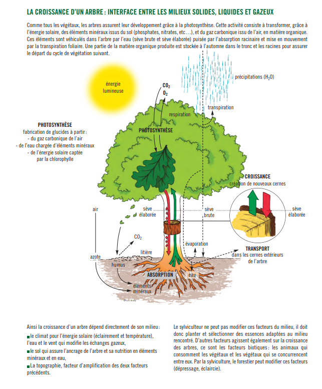 Comment fonctionne une plante ?