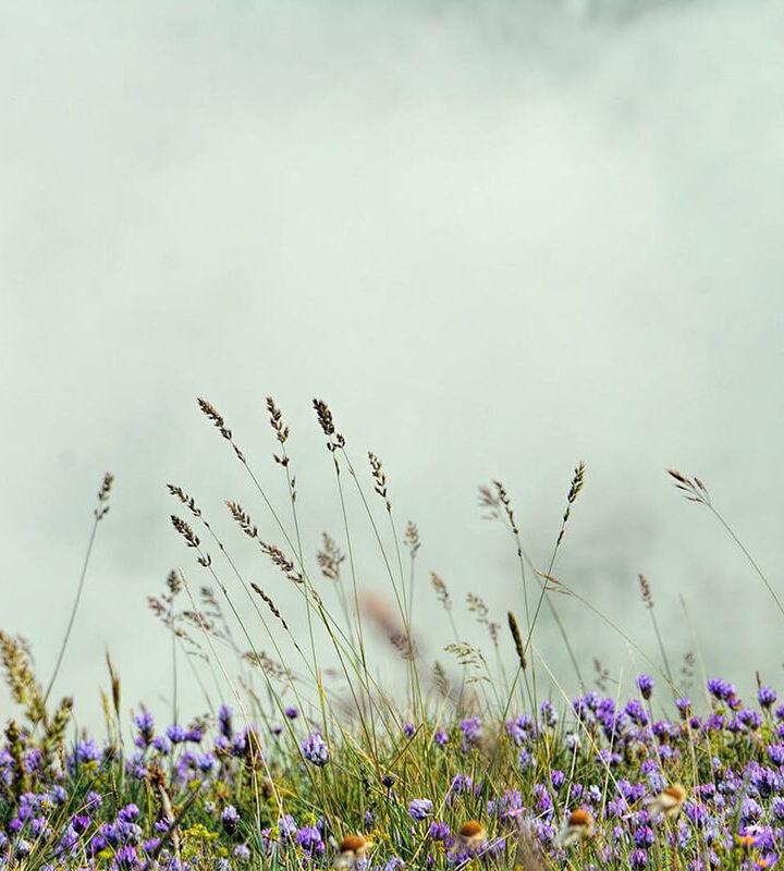 Loi Duplomb : un désastre pour le climat