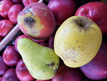 brugnon pomme poire moche sur le marché