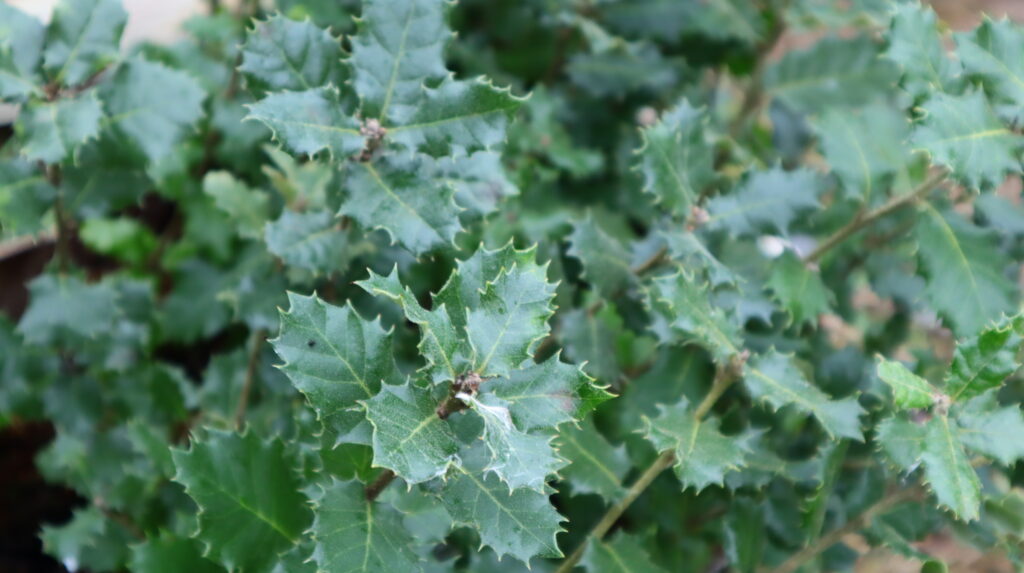 gros plan sur feuilles d'un houx