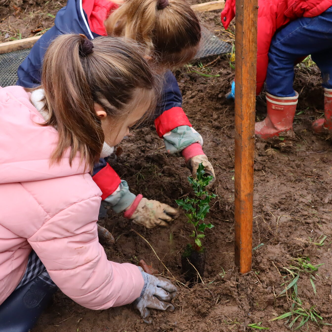 Plantation d&rsquo;une forêt à Locqueltas