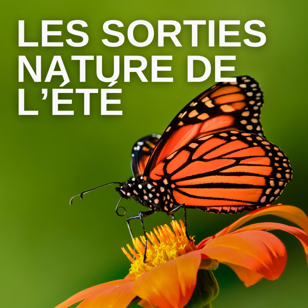 sortie nature été carré